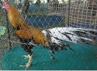 ไก่อุดมทัศนีย์